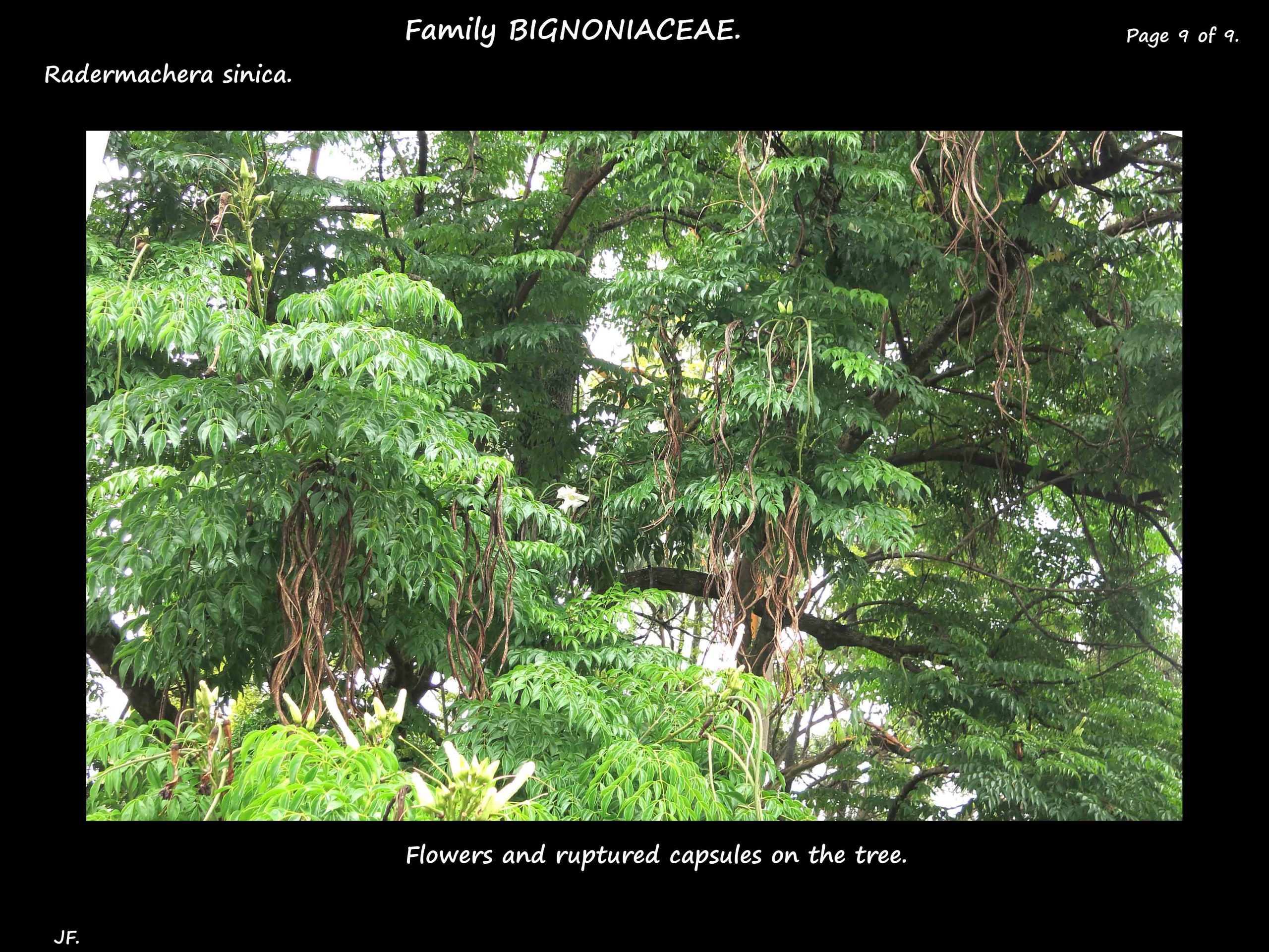 9 Radermachera sinica capsules on tree